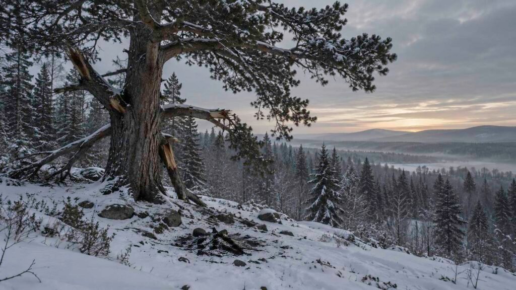 Recreación de un gran cedro con ramas partidas y restos de una hoguera en la nieve.